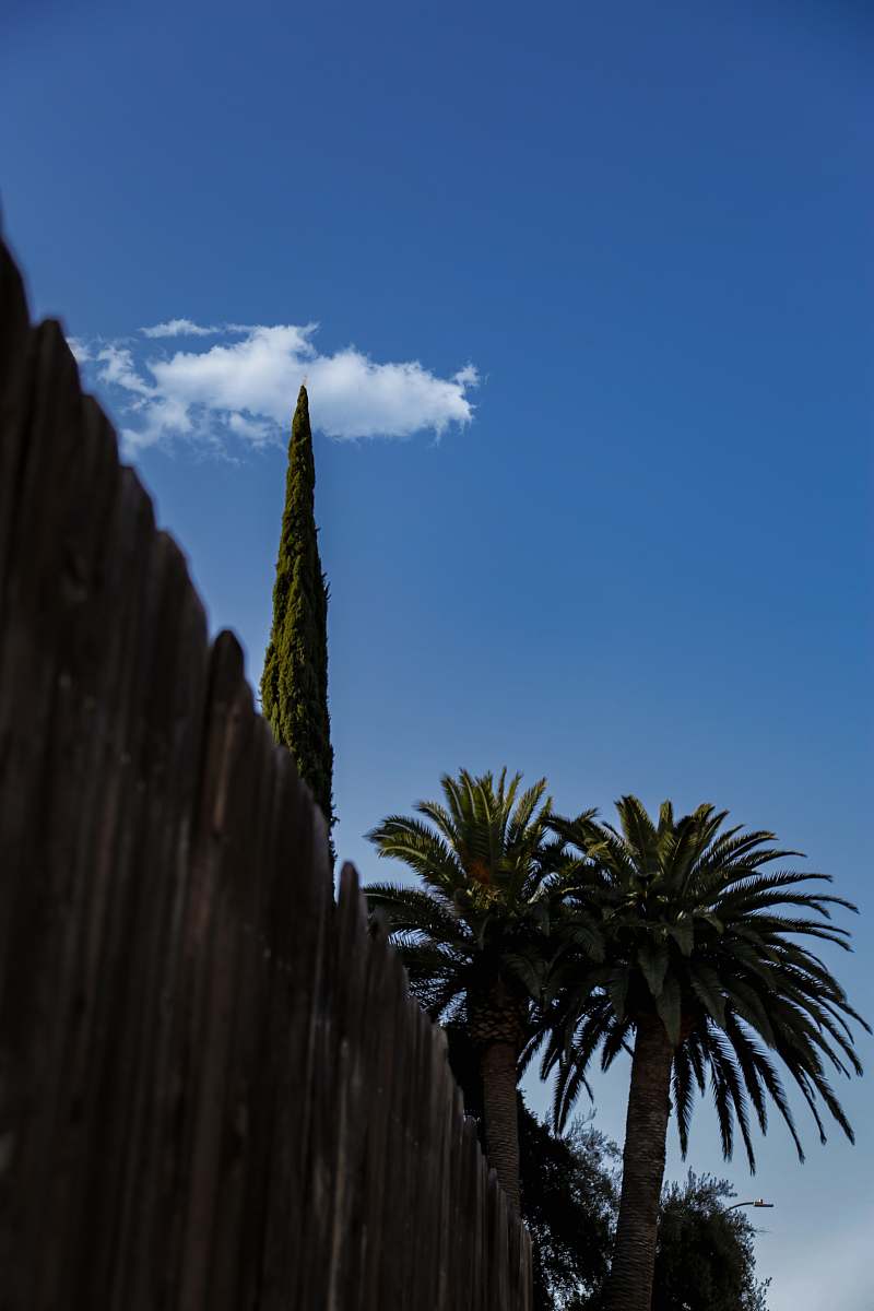 united states green trees near wooden fence plant